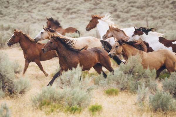 Advisers in the wild: Understanding the landscape